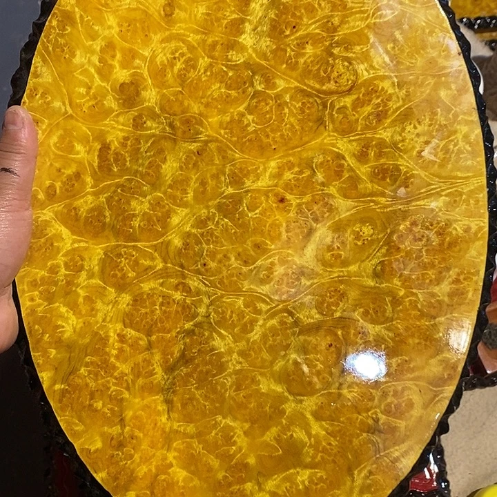 黄金樟特价2222222222222