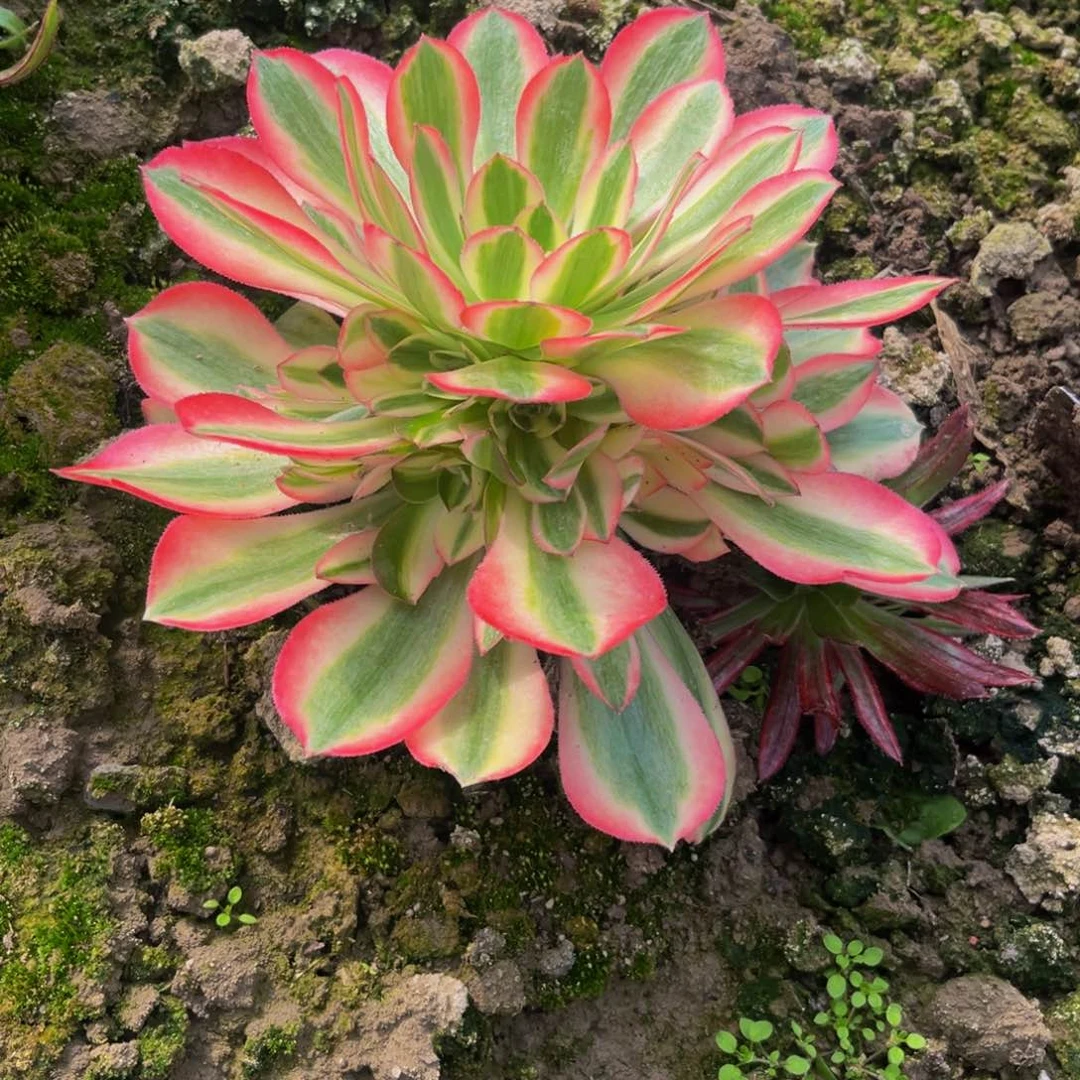 女巫多肉植物捧花的