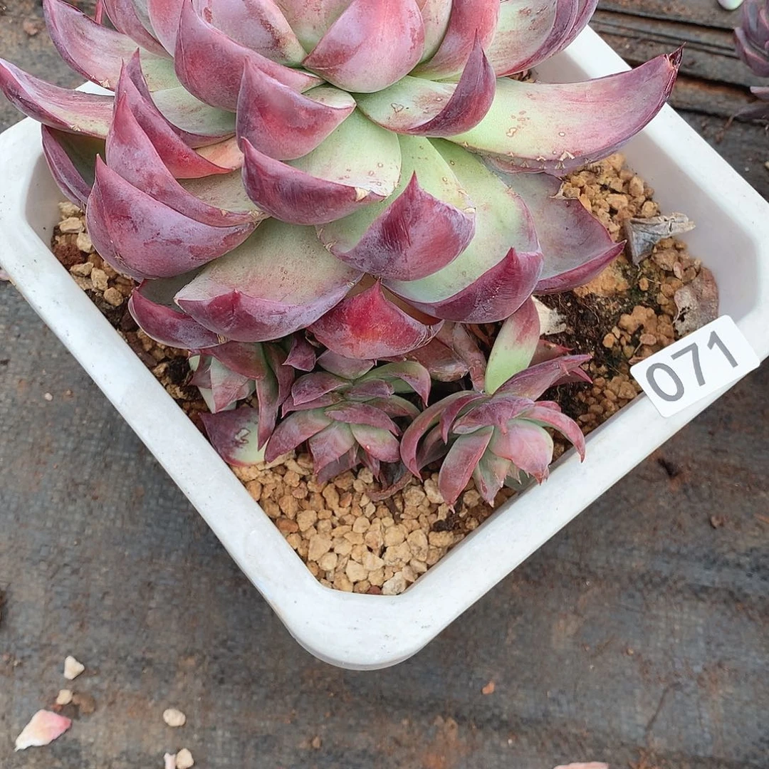 071惊鸿 一物一拍多肉