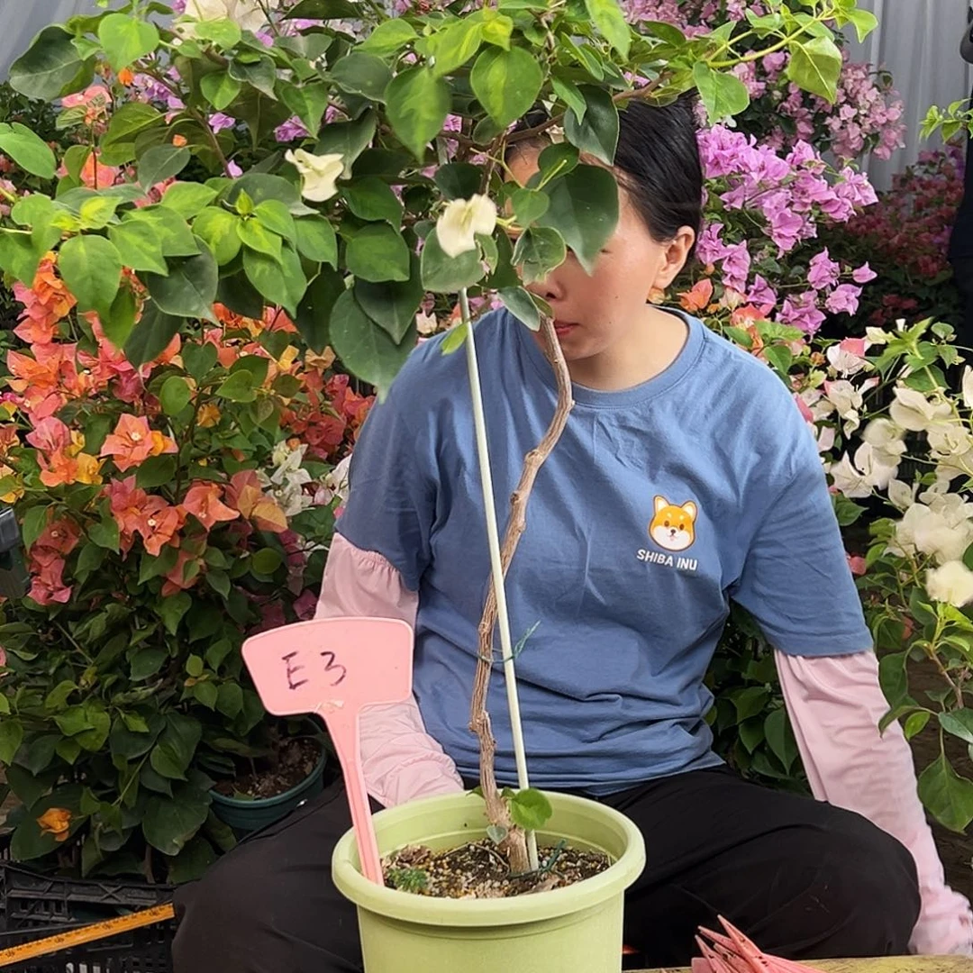 双****大部分花苞少量开放E3暗丽
