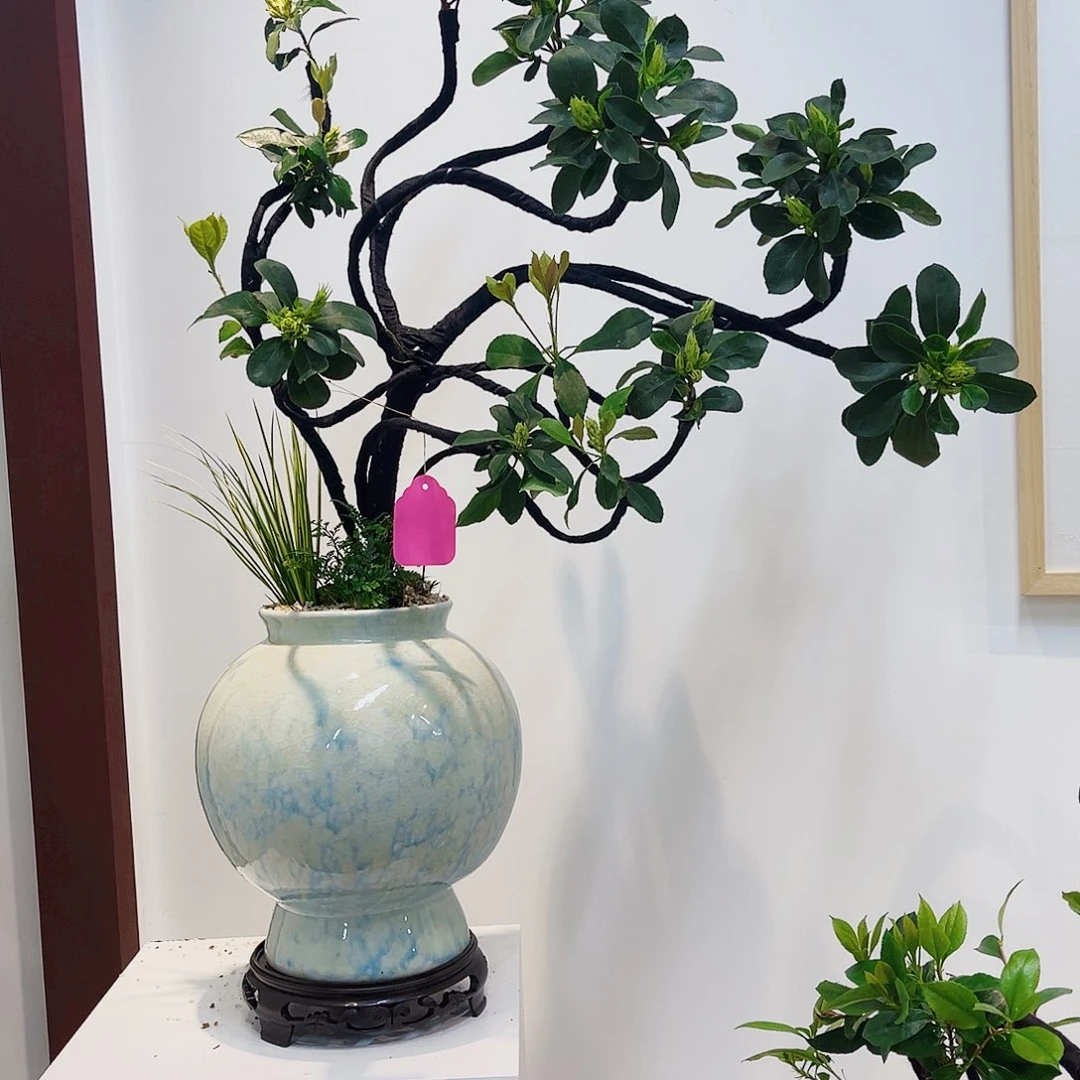 高端绿植一物一拍