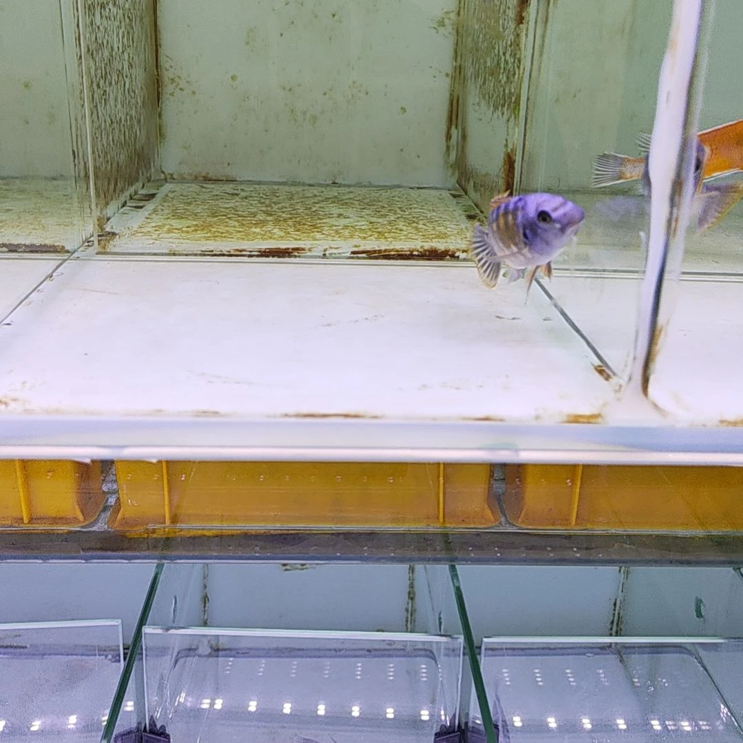 慈鲷纳坎藤加野生子代自然发色