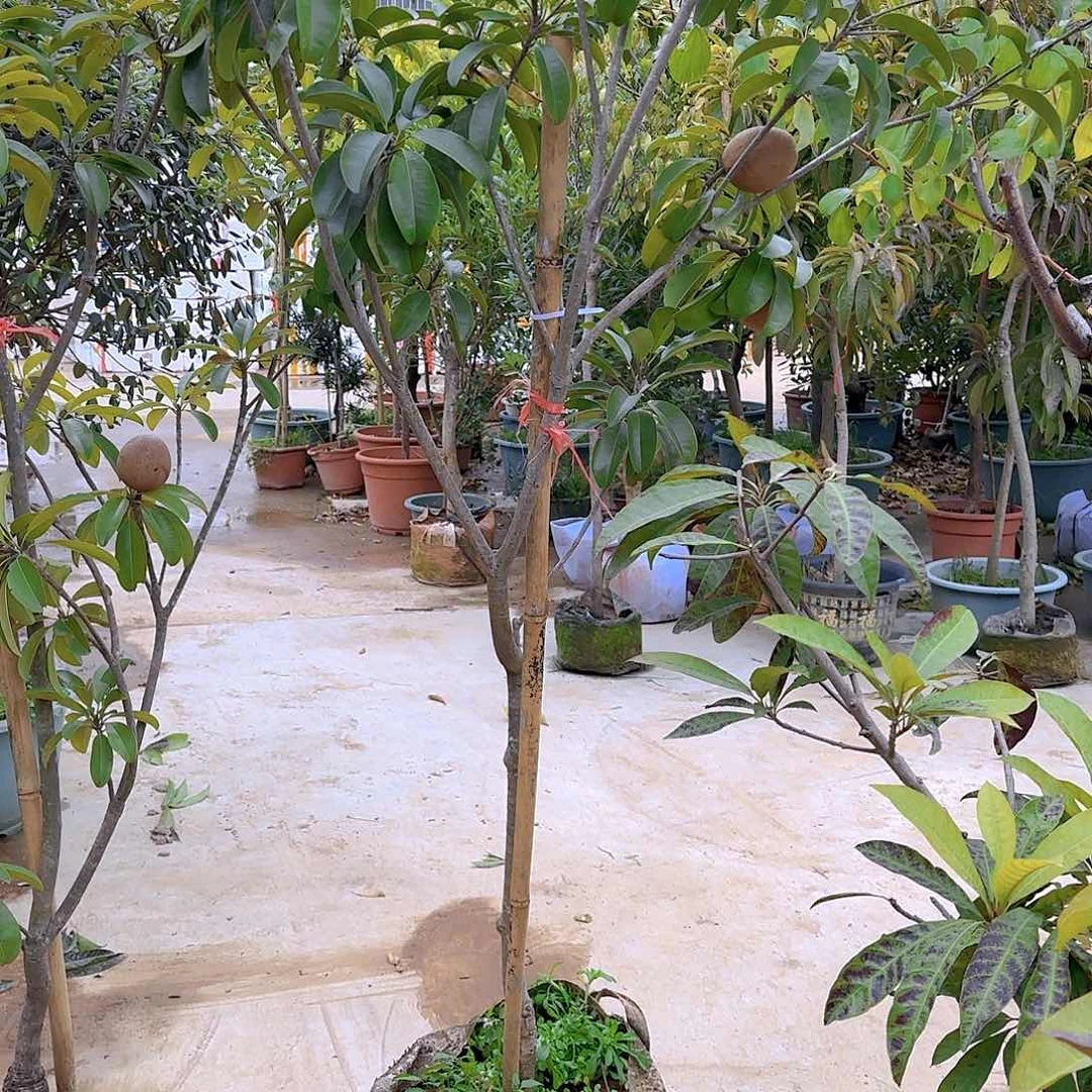 风**圆越南人心果11111111