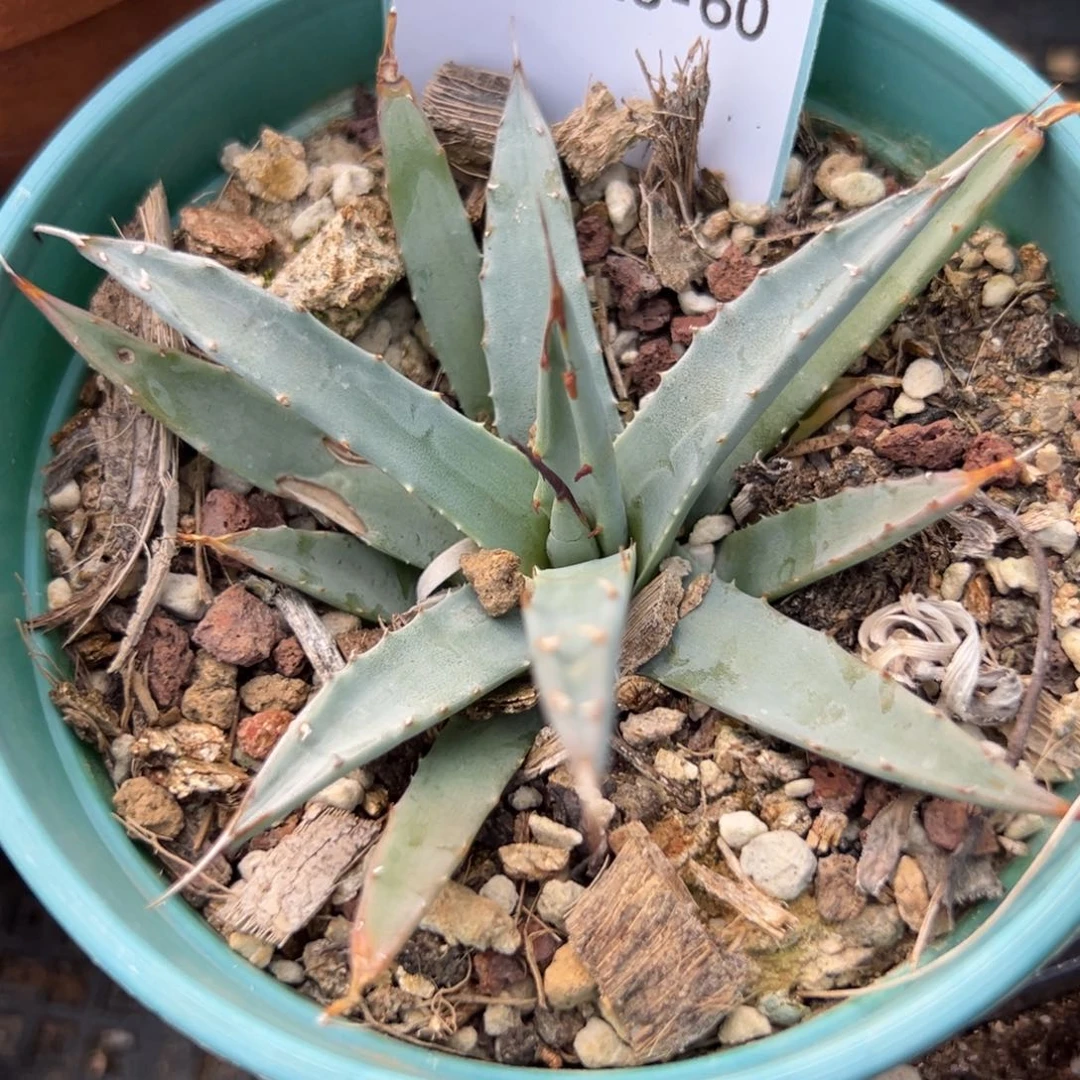 13-60肉锥多肉植物