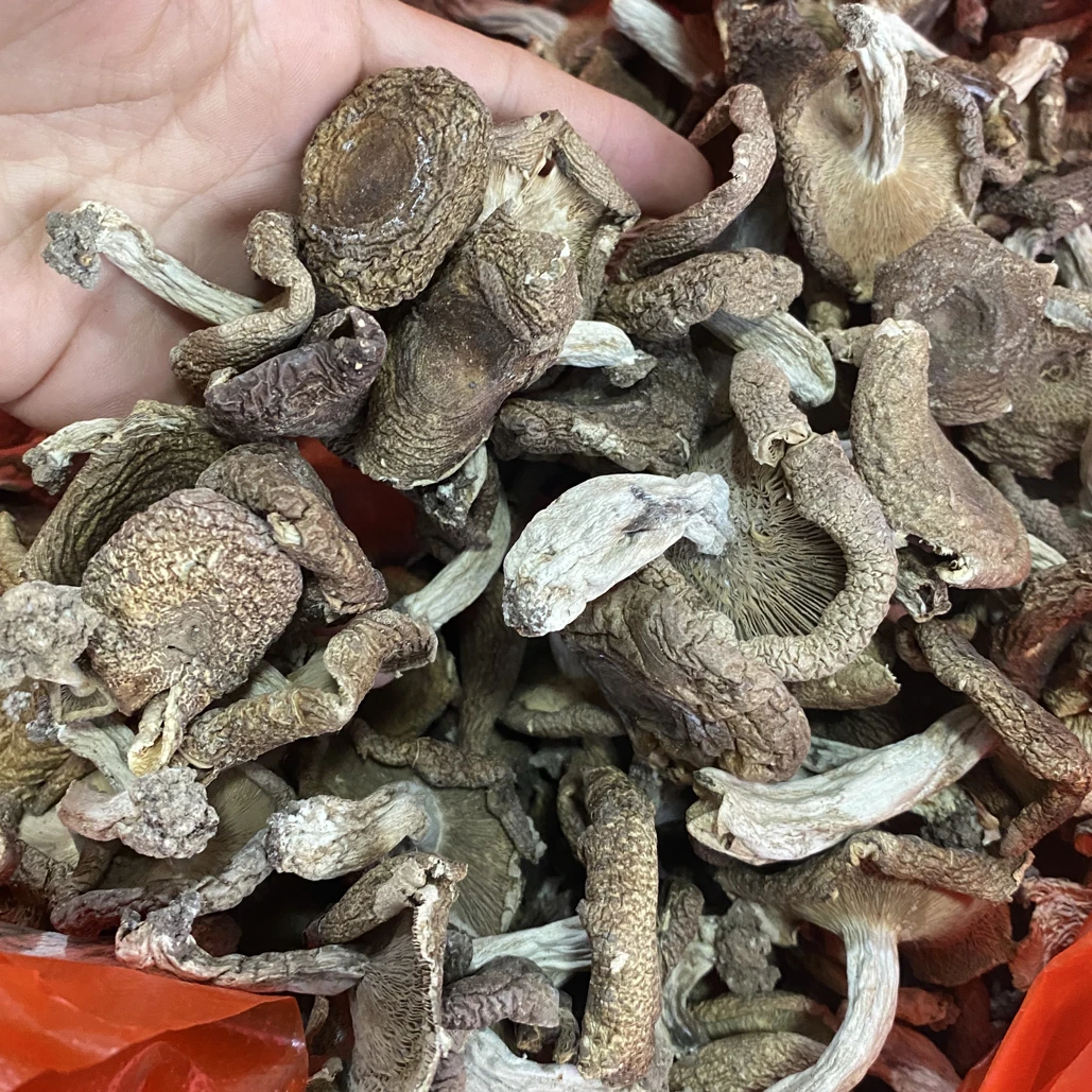 福建三明宁化猪肚梨菇（菇蕾）