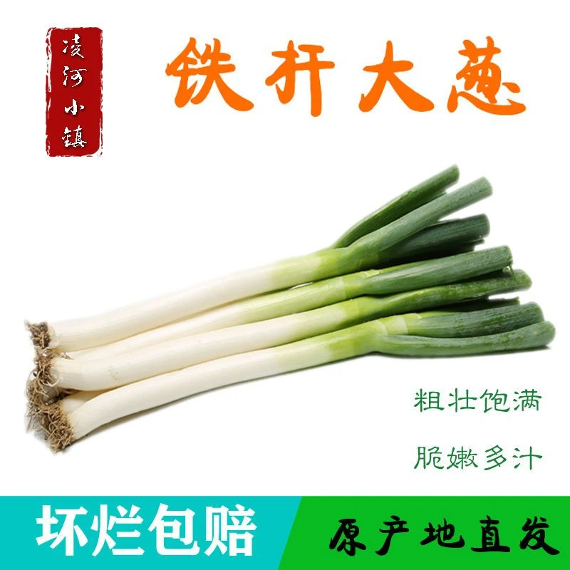 （凌河小镇）山东正宗新鲜铁杆大葱产地直发甜脆蔬菜
