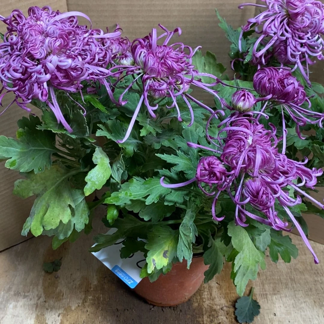 完全开放000000052