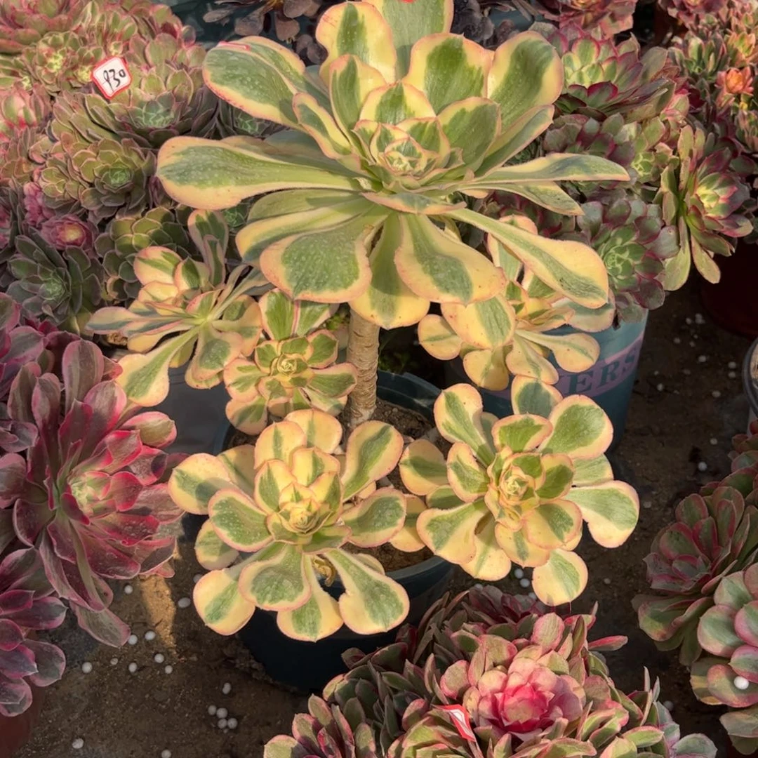 886多肉植物燕姿锦