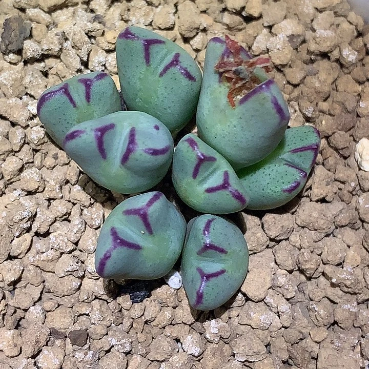 精品多肉植物少将杂交