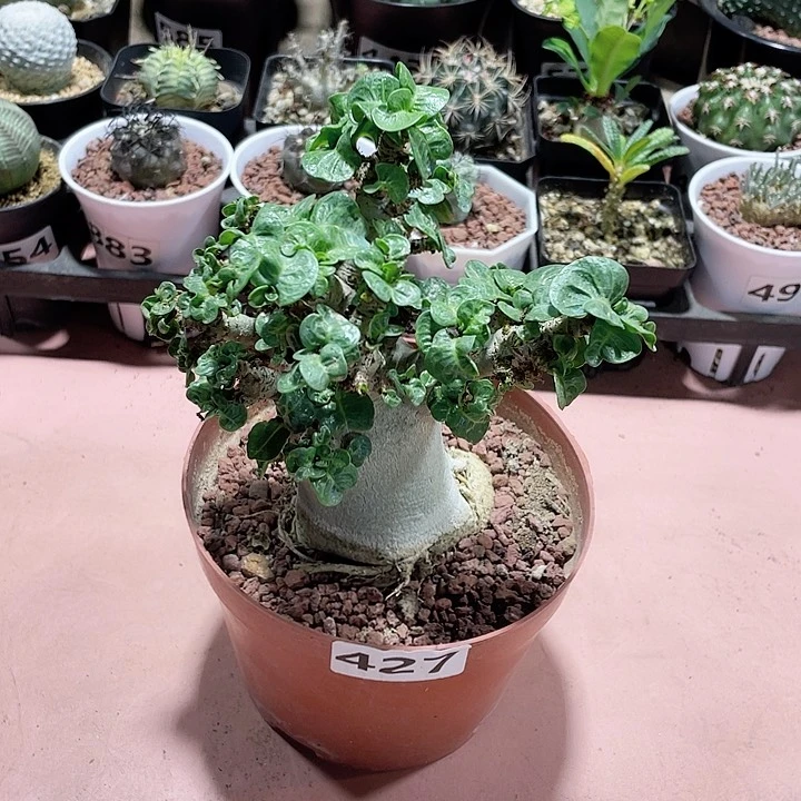 427哥斯拉卷叶沙玫