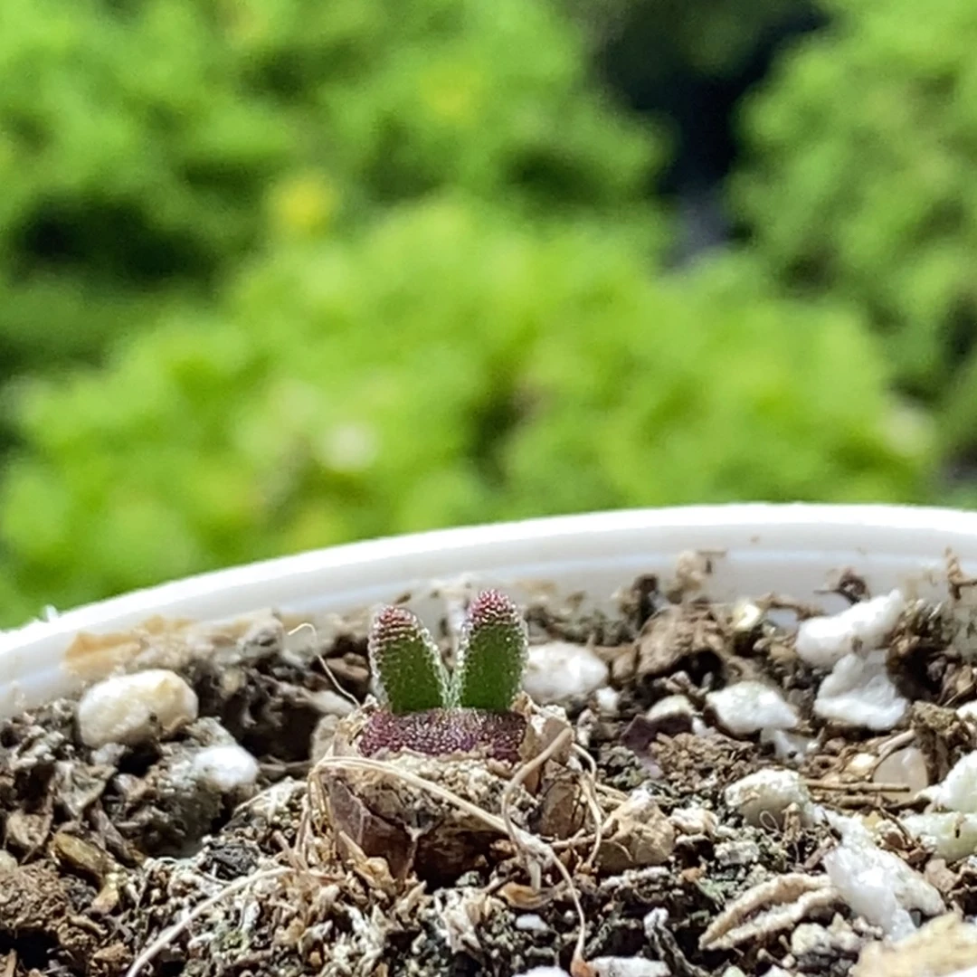 碧光环0104枝干番杏