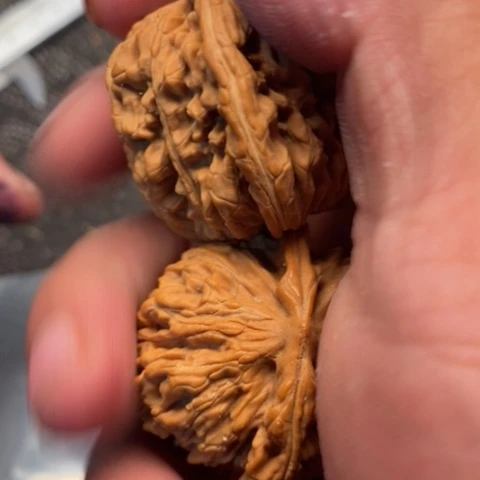 文玩核桃把件西楼9.9