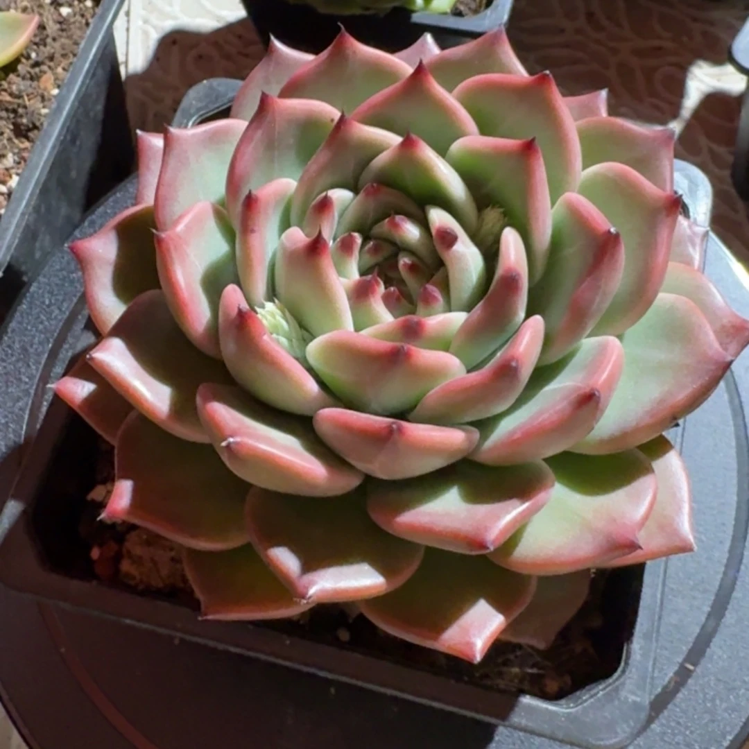 专拍链接多肉精品