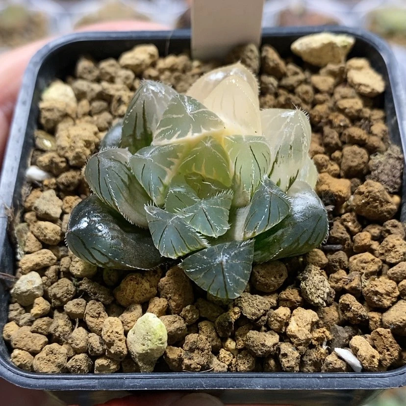 【闪购商品】106实生玉露锦