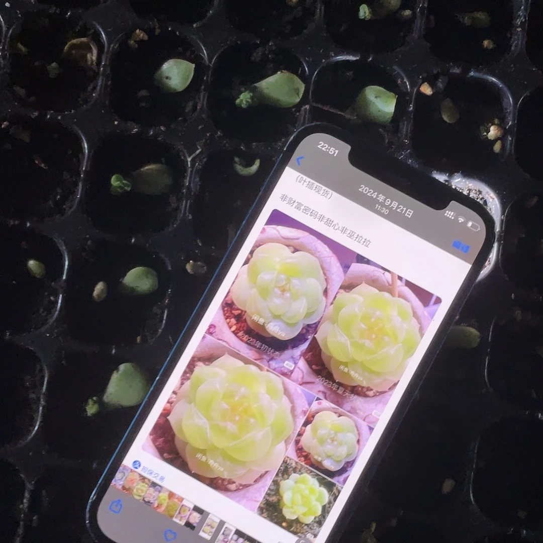 苍雪芝麻穴一个满25包邮