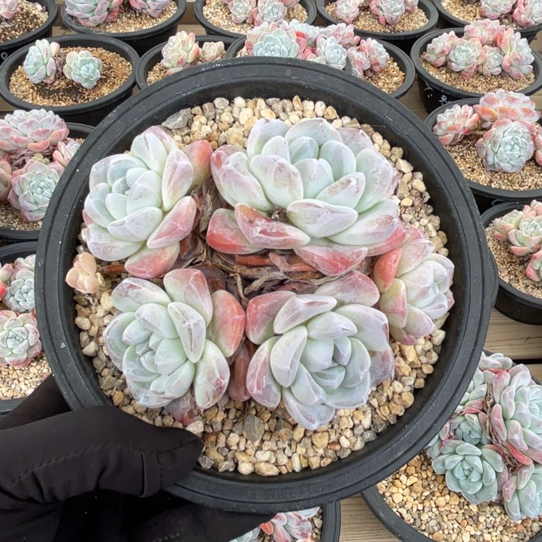 一物一拍不支持退换