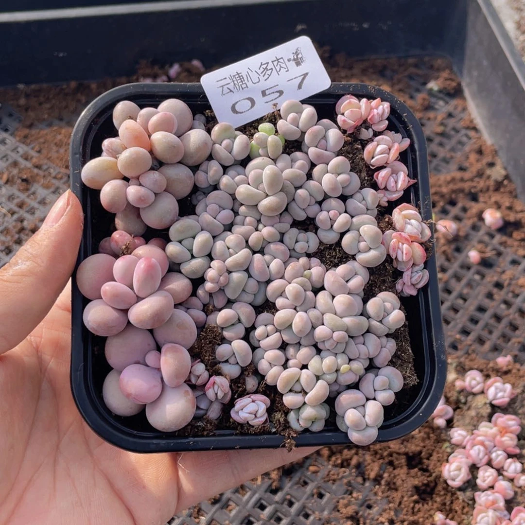 云糖心多肉植物57