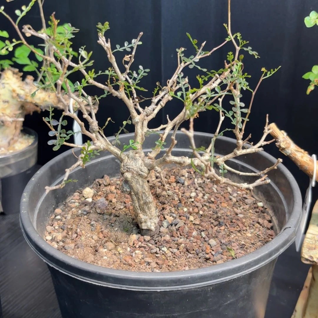 木 象足漆树带盆土。