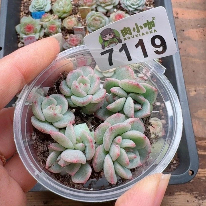 多肉植物多肉植物