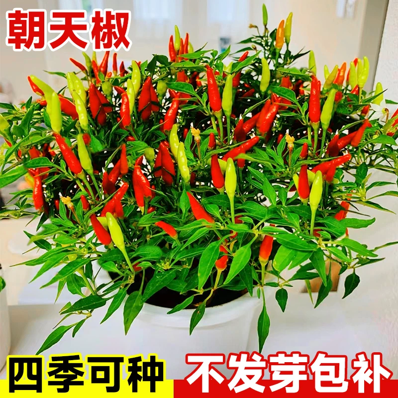 【满5包包邮】朝天椒辣椒种籽青杭椒尖椒种子阳台盆栽四季蔬菜种子