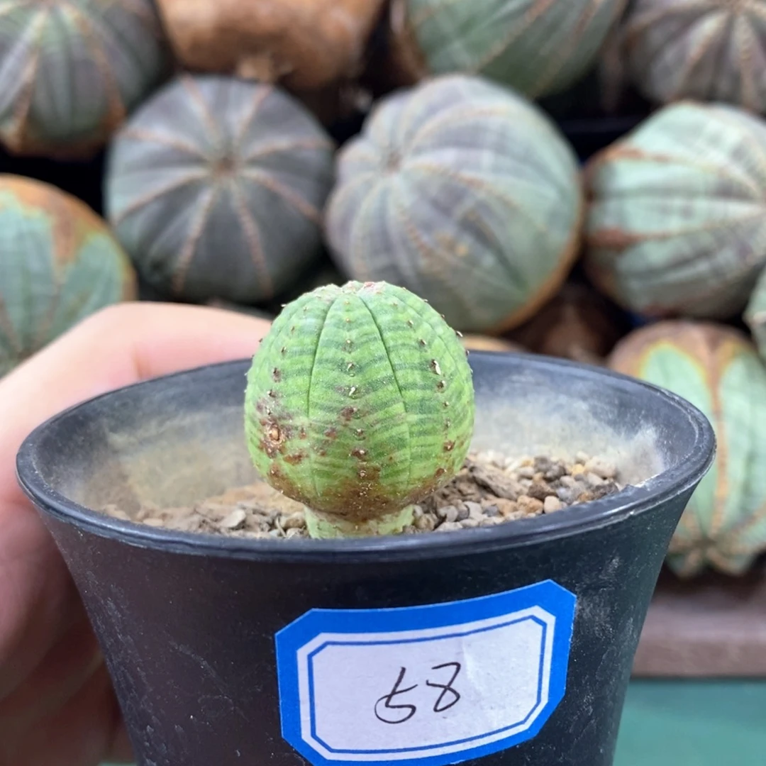 欧系实生布纹球多肉植物