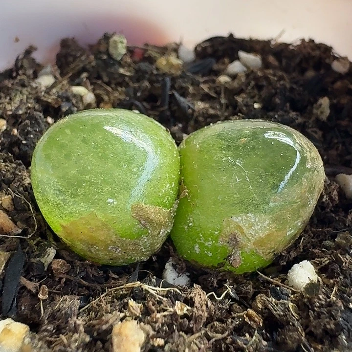 老马生石花双头灯泡1570