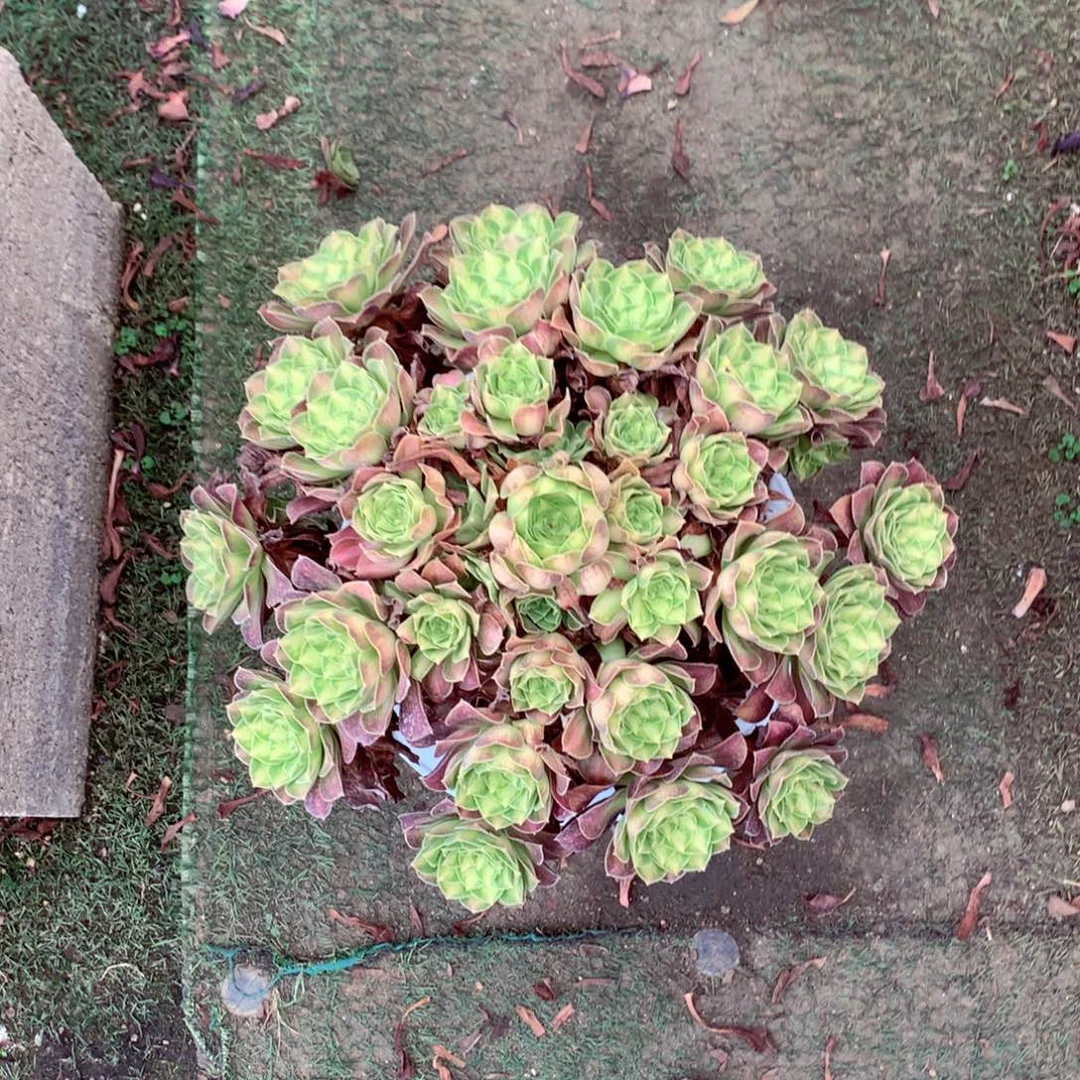 韶华捧花，多肉植物