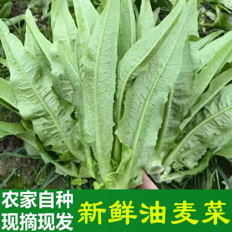 现挖现发油麦菜新鲜蔬菜时令绿叶菜火锅青菜沙拉嫩笋尖农家自种