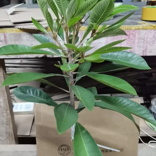 南***瓜当前无花栽培后可以开花V