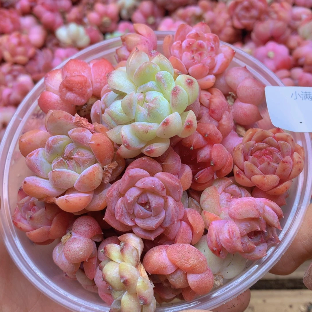 我要去看你你的063