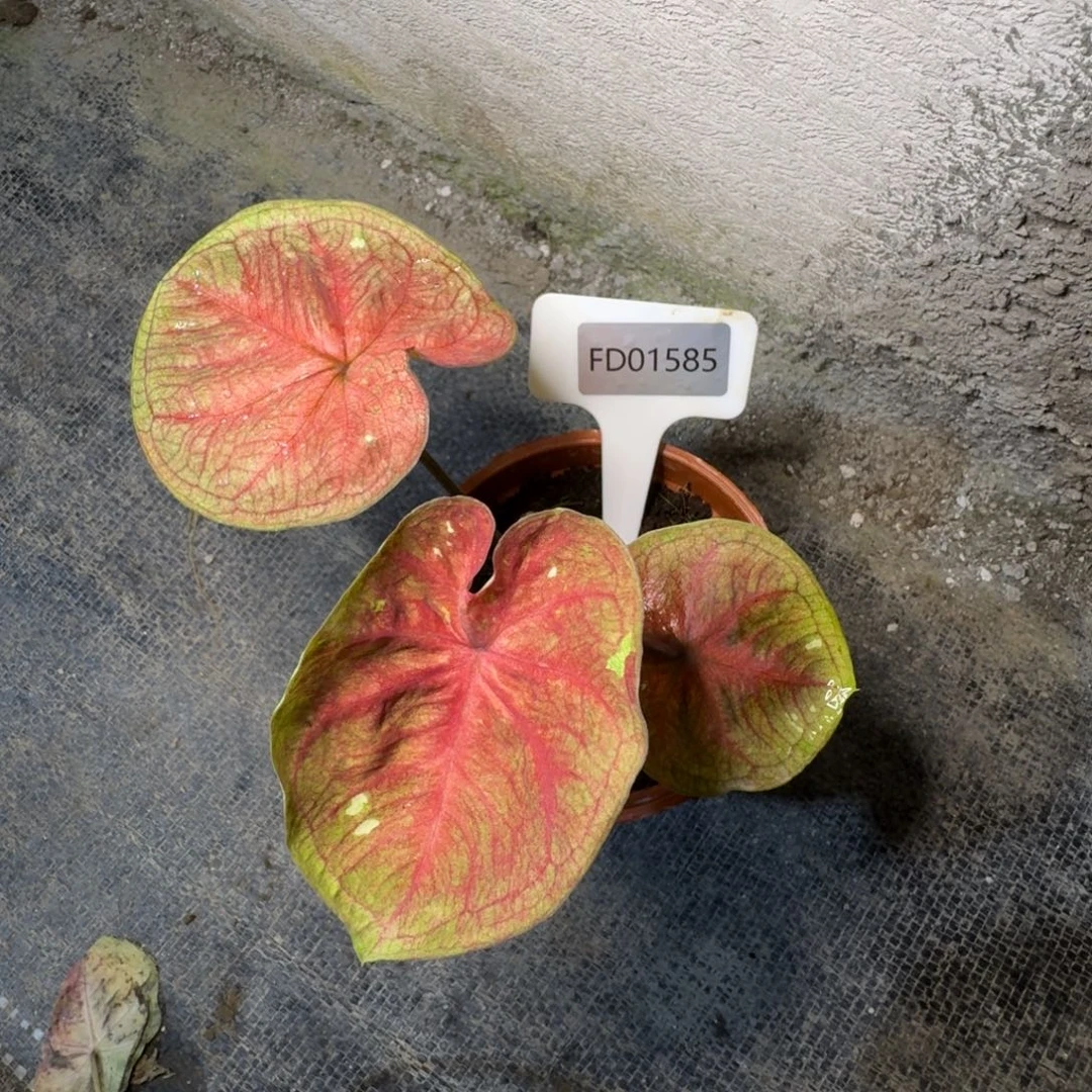 毛***茸无花朵海王寄养01585