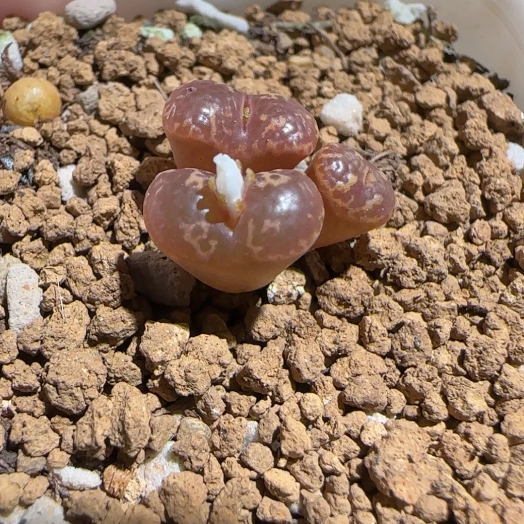 肉锥多肉植物组合-勋章1341