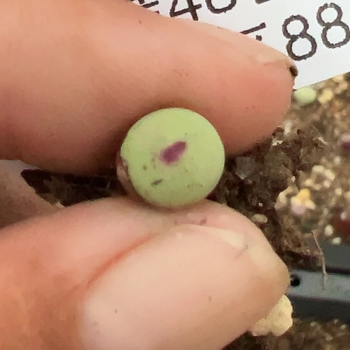 八***曼056号小红嘴多肉植物