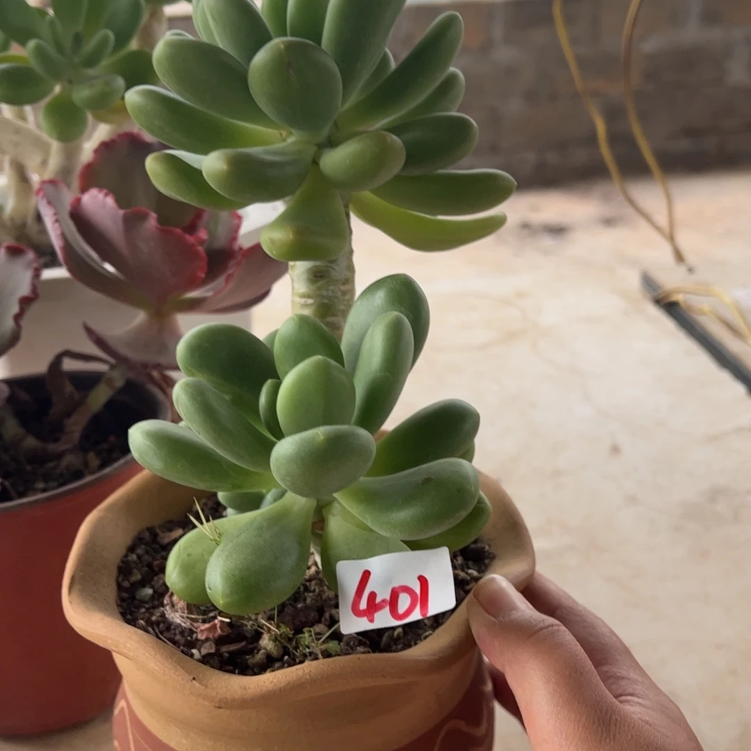 【闪购商品】芒果奶。 401。 11111111