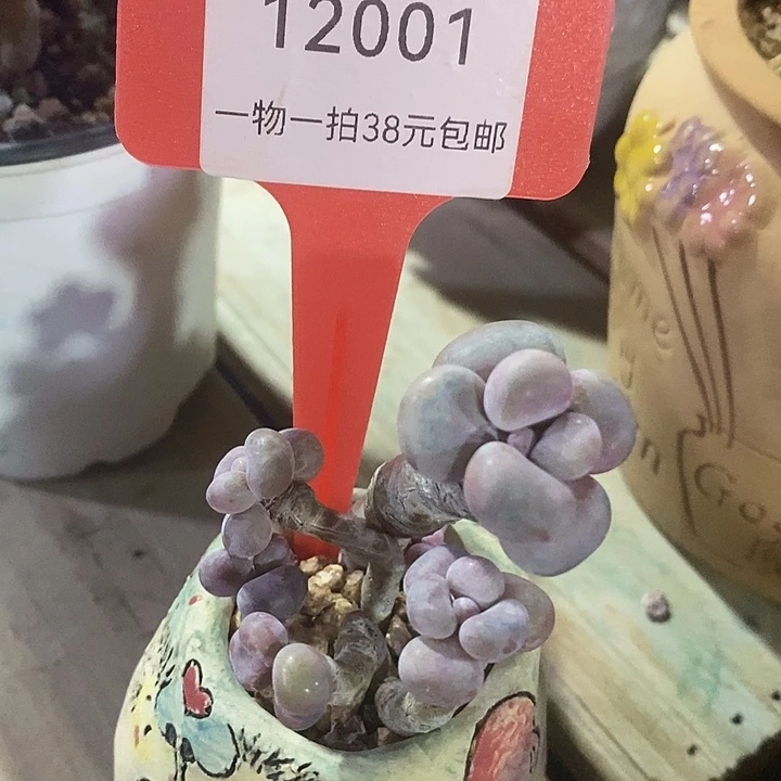 胭脂精品多肉腰子桃蛋