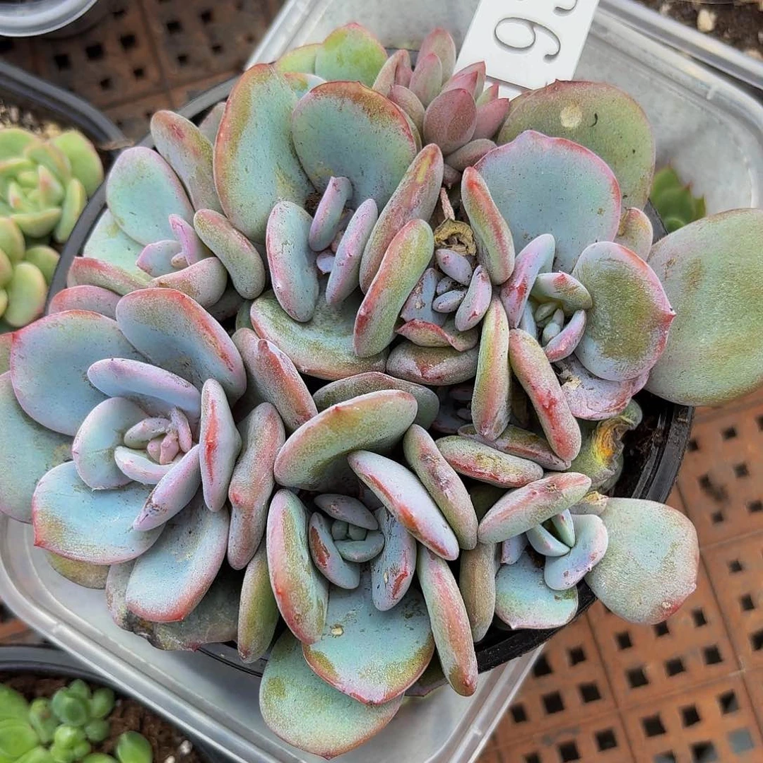 多肉植物多肉植物193