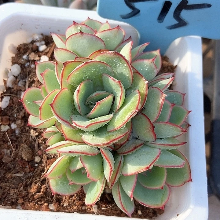 多肉植物牡丹亭手捧515