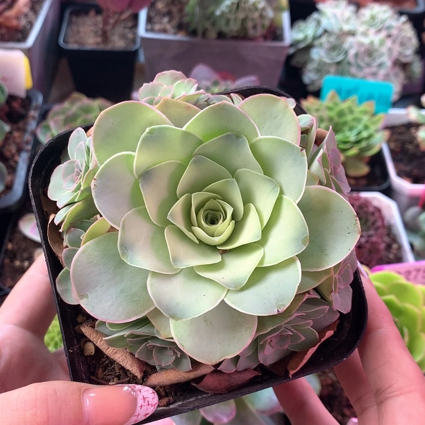 【闪购商品】紫芙779