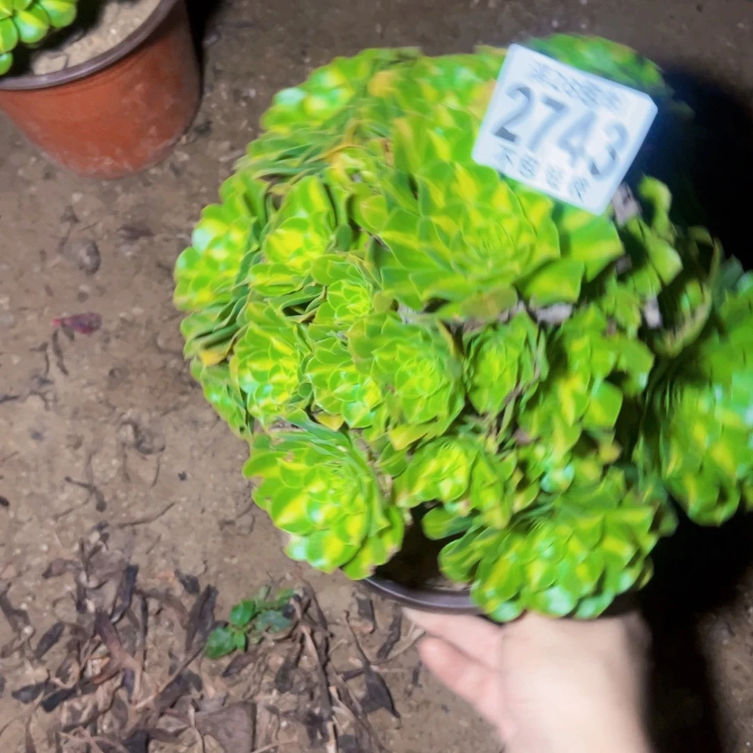 2743琉璃多肉植物法师