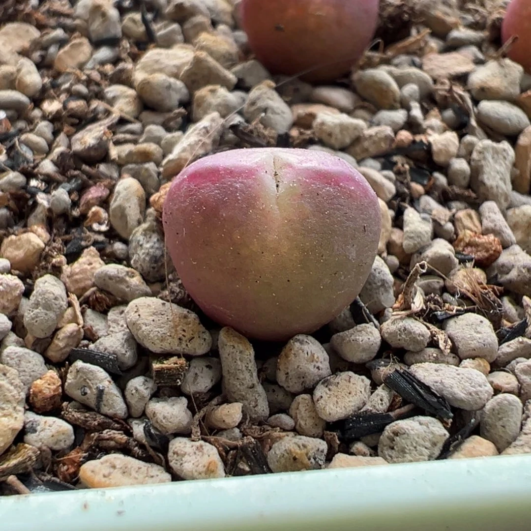 爱心红桃A多肉多肉