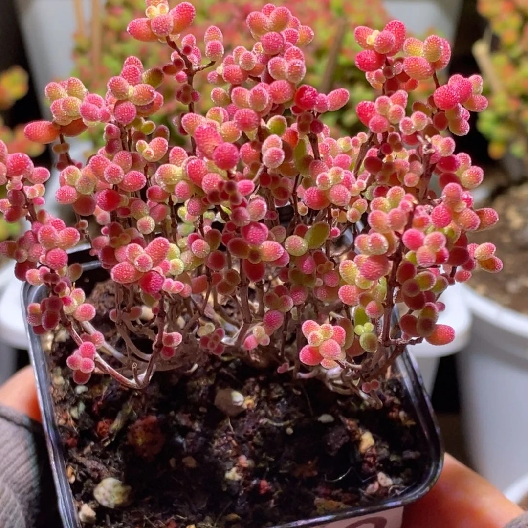 蜜桔糖球枝干番杏G142