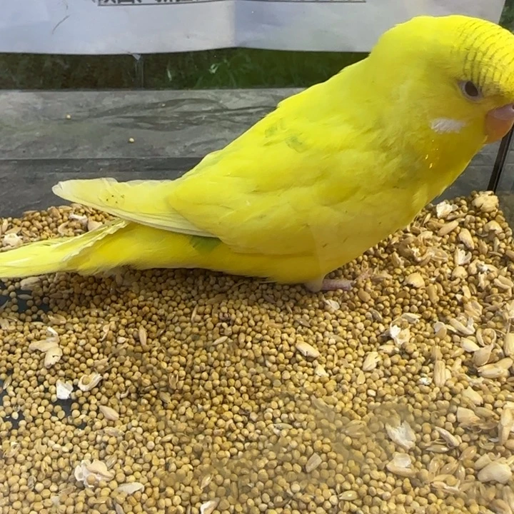 虎皮鹦鹉大头虎皮鹦鹉