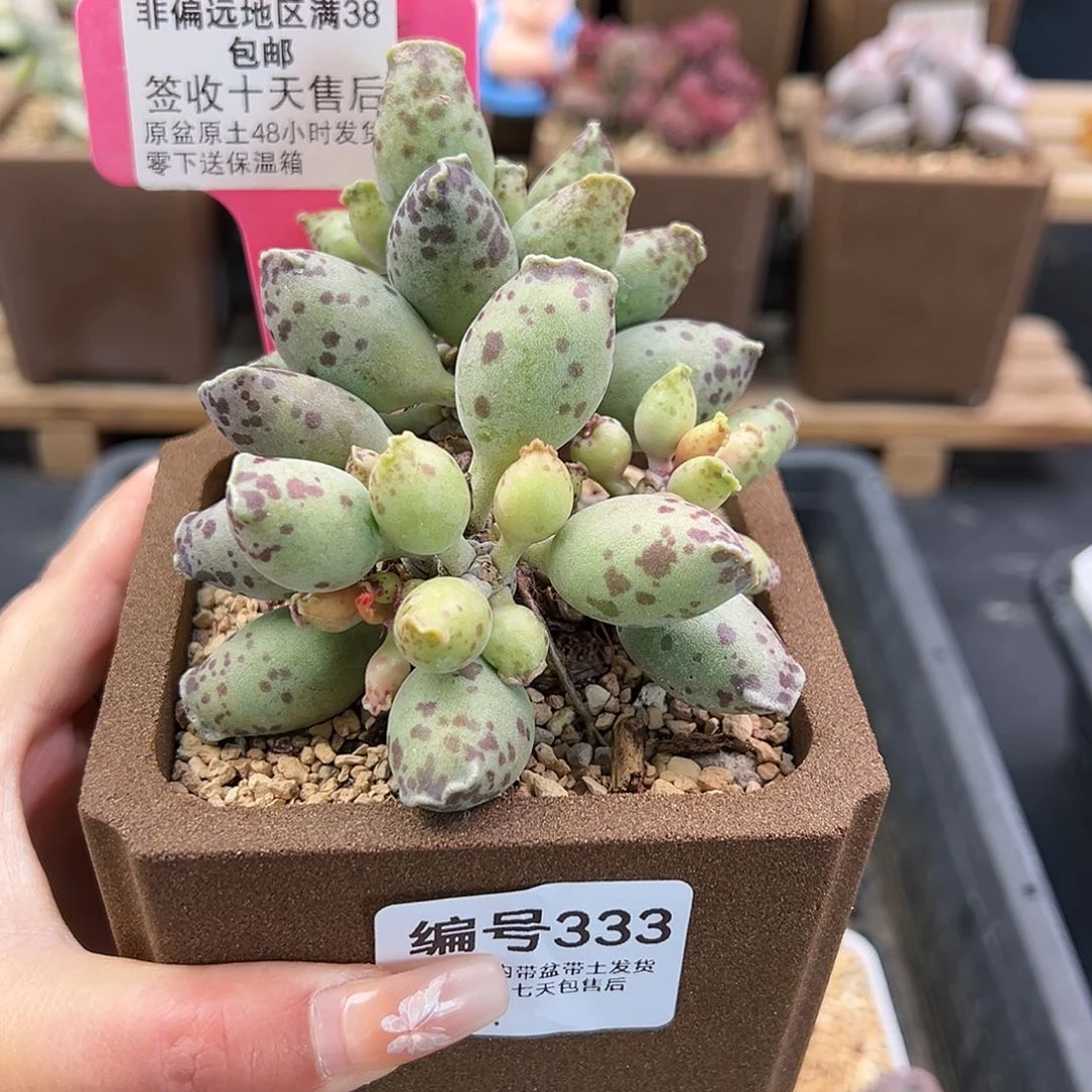 L*!333白肌海豹多肉植物