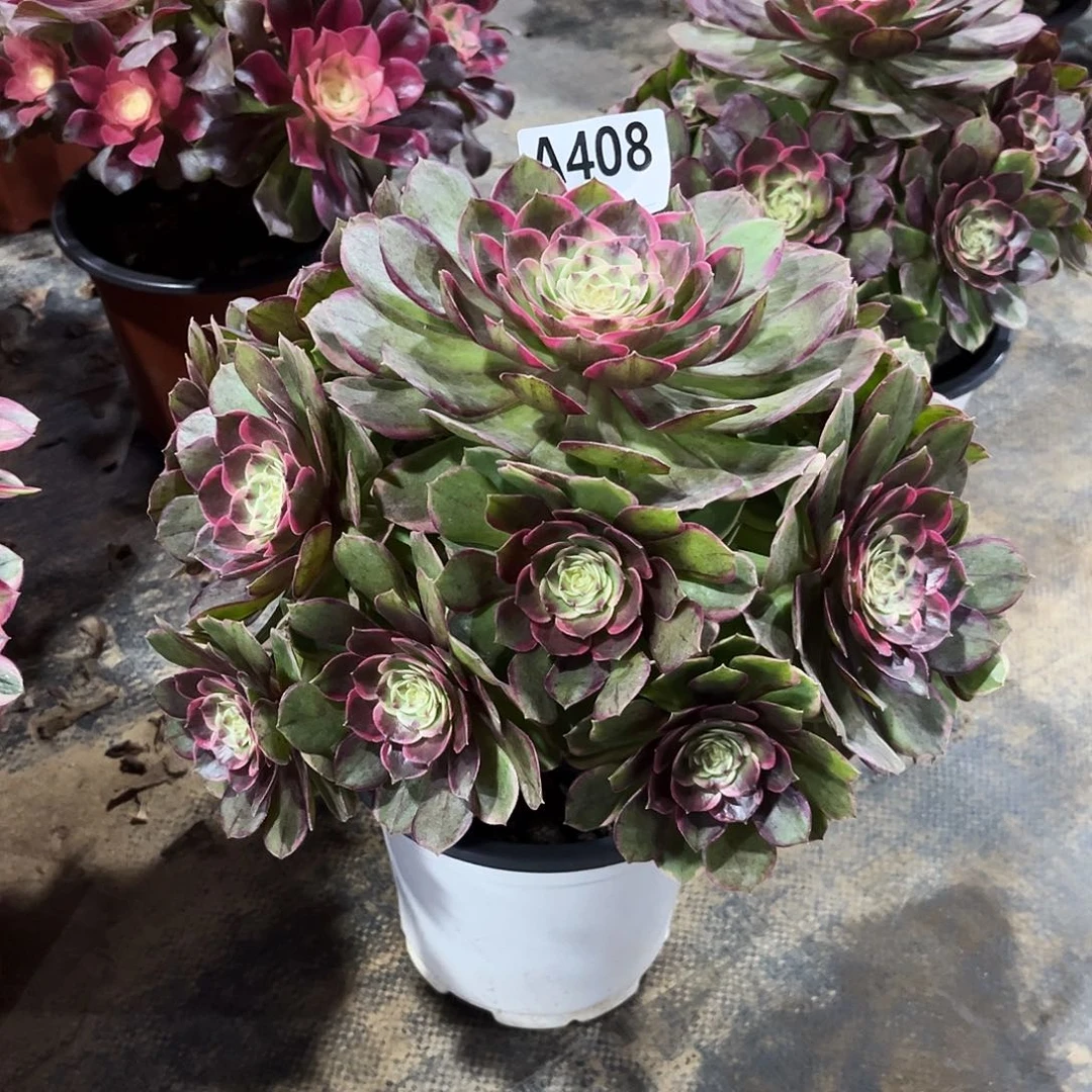 多肉植物粉花妖408多肉