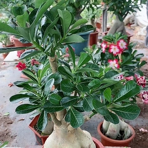 【闪购商品】无花朵源