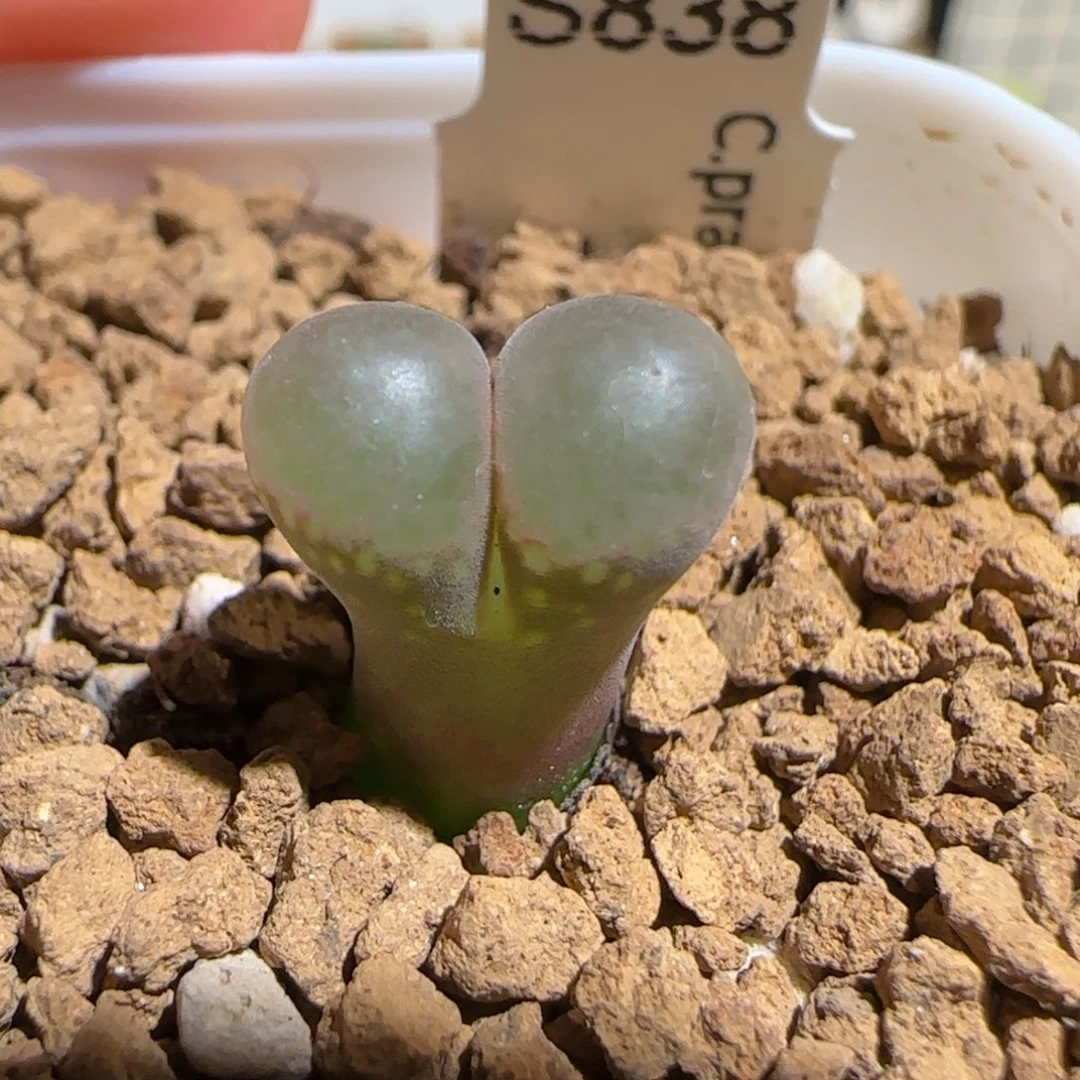 肉锥多肉植物组合-黑眼豆豆315