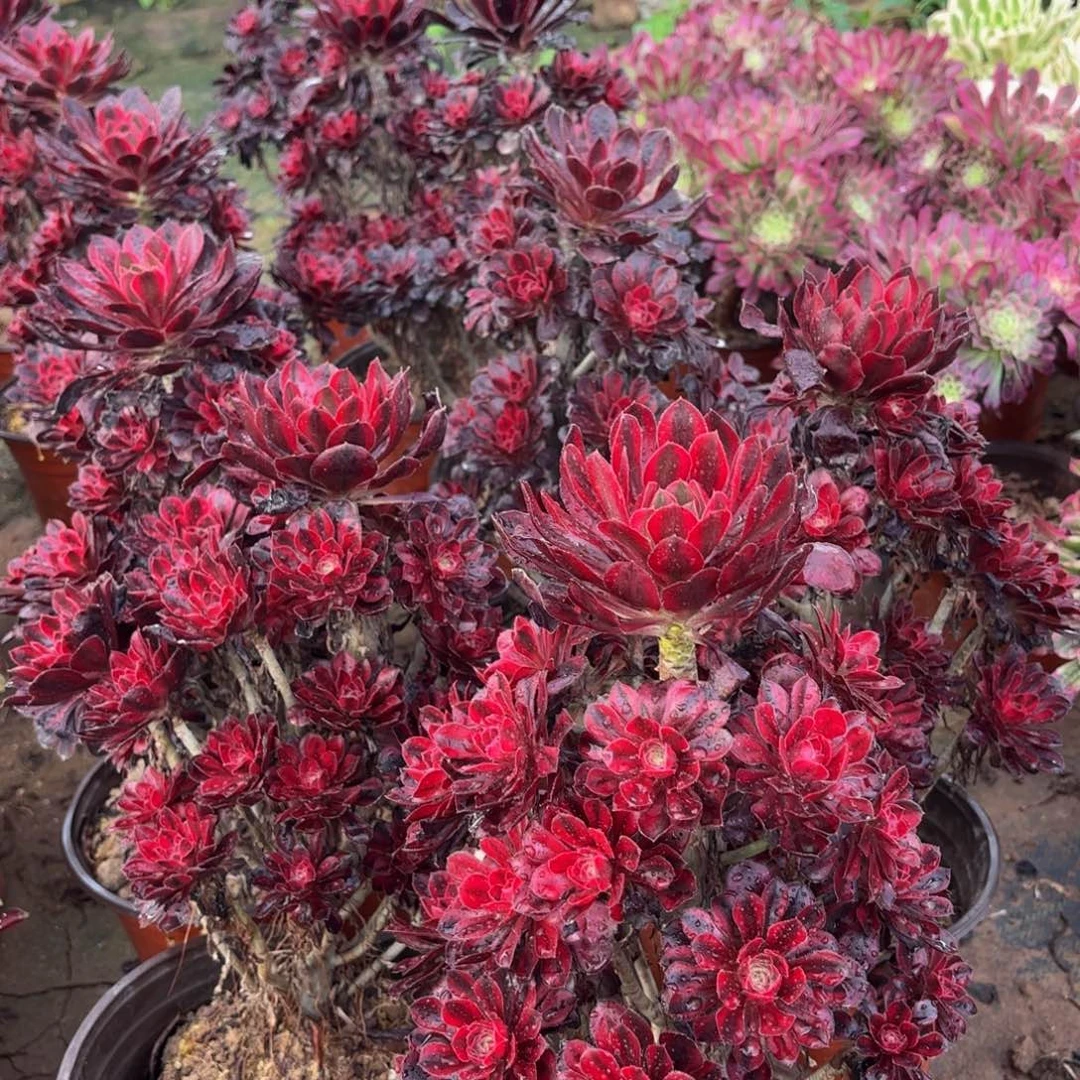 香奈儿15.8多肉植物