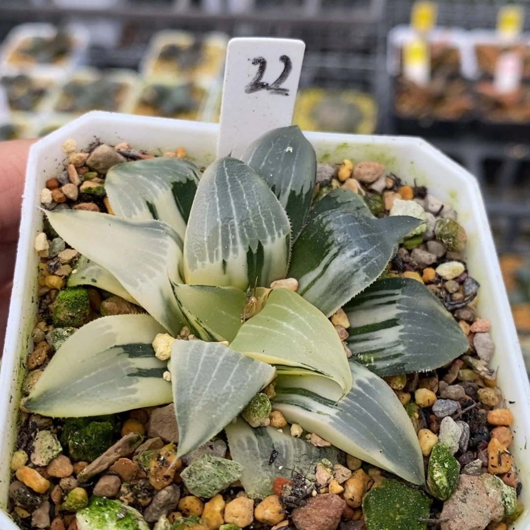 22号裹克实生多肉植物
