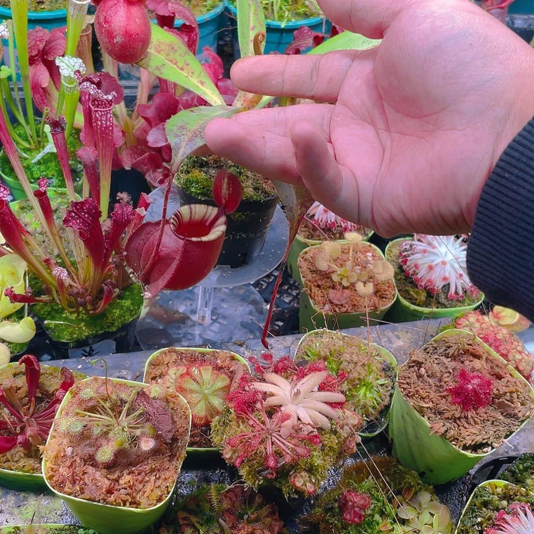 完全开放海岛黑月