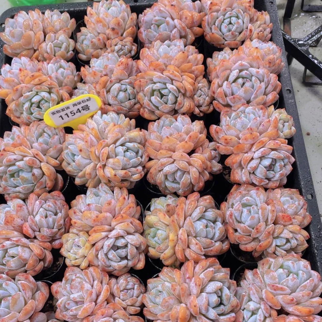 1154号 开播福利全状态多头韩橙群一个